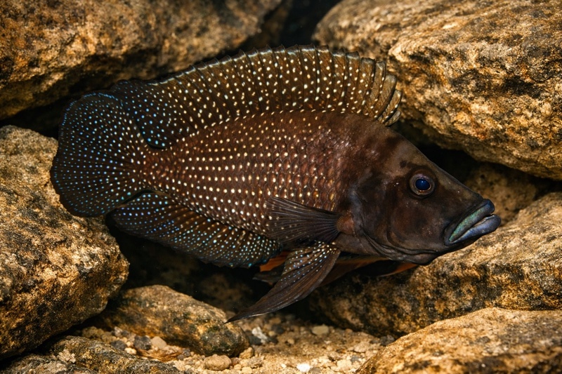 Altolamprologus calvus 'Black Congo'